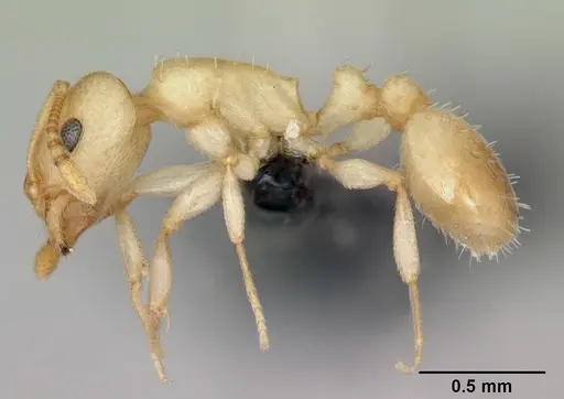 Temnothorax andrei - CASENT0118276