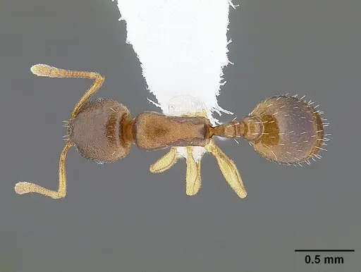 Temnothorax andrei - CASENT0221911