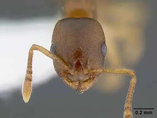 Temnothorax andrei - CASENT0221911