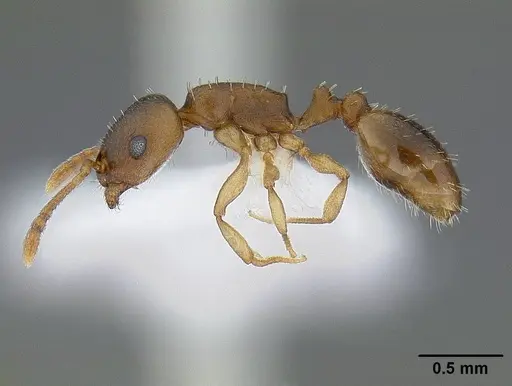 Temnothorax andrei - CASENT0221911