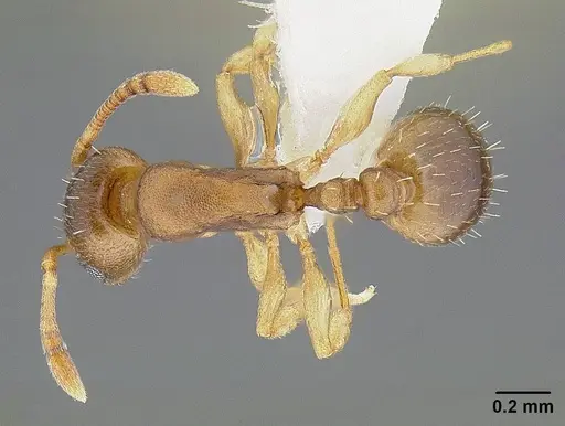 Temnothorax andrei - CASENT0732640