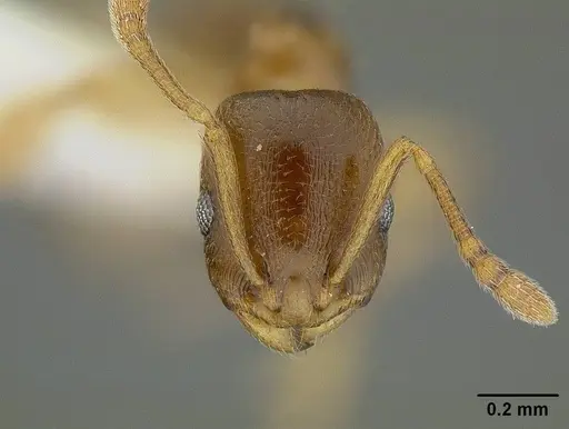 Temnothorax andrei - CASENT0732640