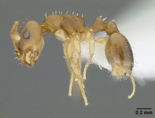 Temnothorax andrei - CASENT0732640