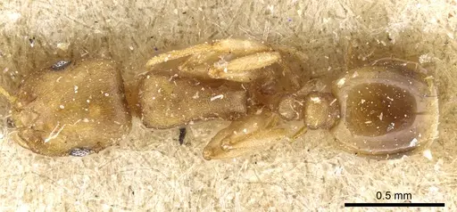 Temnothorax andrei - CASENT0904748