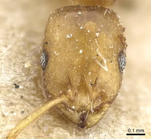 Temnothorax andrei - CASENT0904748