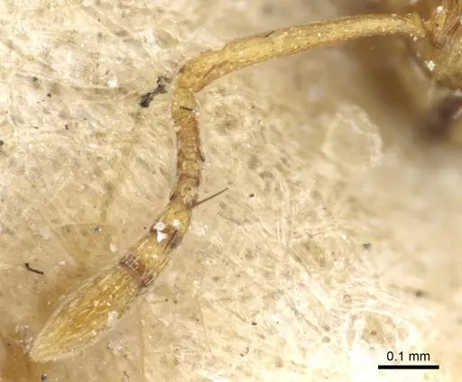 Temnothorax andrei - CASENT0904748