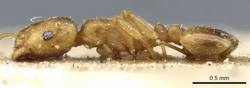 Temnothorax andrei - CASENT0904748