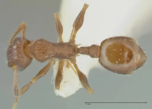 Temnothorax andrei - FOCOL1861