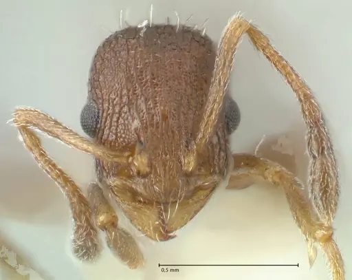 Temnothorax andrei - FOCOL1861