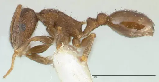 Temnothorax andrei - FOCOL1861