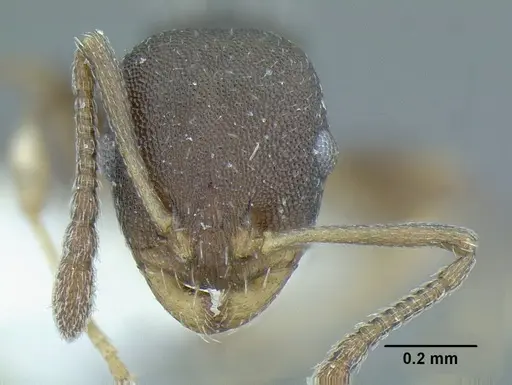 Temnothorax androsanus specimen