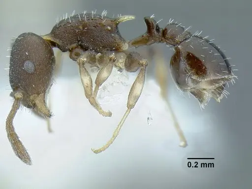 Temnothorax androsanus specimen