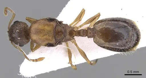 Temnothorax angulinodis specimen