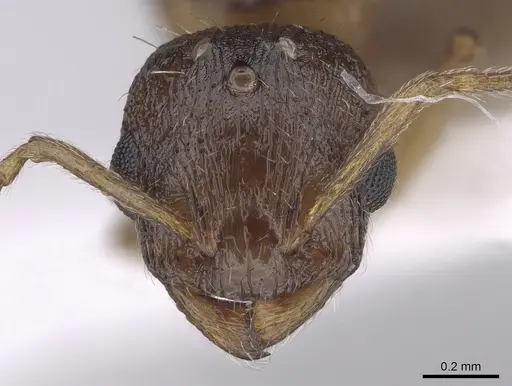 Temnothorax angulinodis specimen