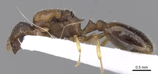 Temnothorax angulinodis specimen