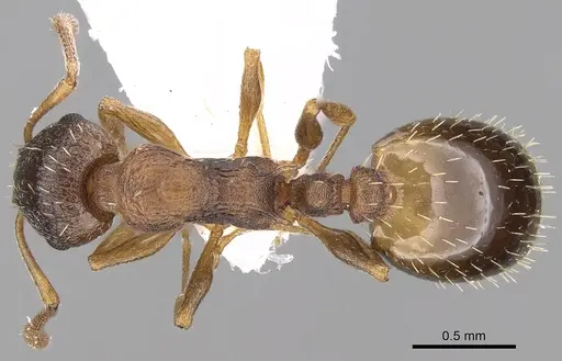 Temnothorax angulinodis - CASENT0906029