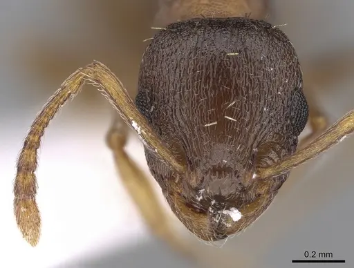 Temnothorax angulinodis - CASENT0906029