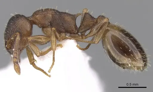 Temnothorax angulinodis - CASENT0906029