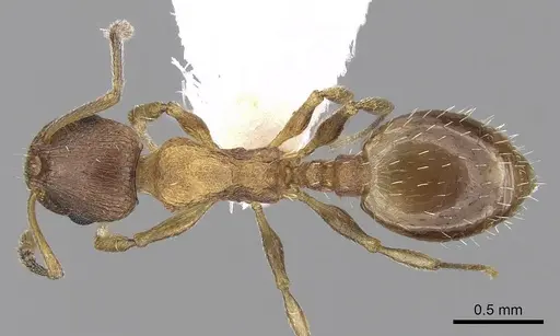 Temnothorax angulinodis - CASENT0906030