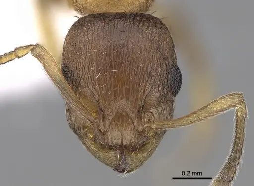 Temnothorax angulinodis - CASENT0906030