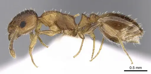 Temnothorax angulinodis - CASENT0906030