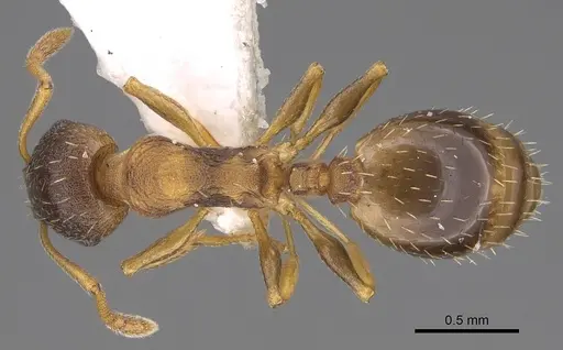 Temnothorax angulinodis - CASENT0914688