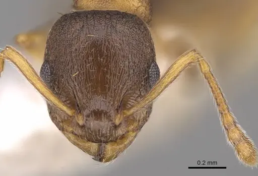 Temnothorax angulinodis - CASENT0914688