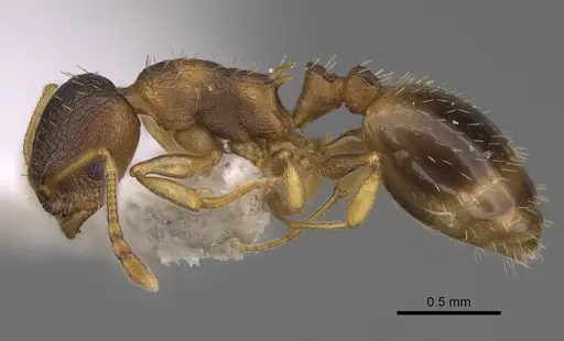 Temnothorax angulinodis - CASENT0914688