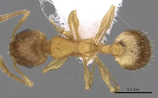 Temnothorax angustifrons specimen