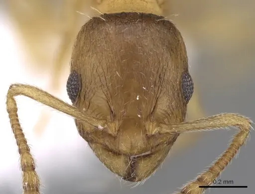 Temnothorax angustifrons specimen