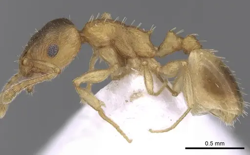 Temnothorax angustifrons specimen
