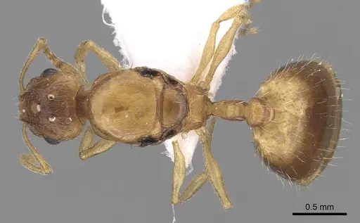 Temnothorax angustifrons - CASENT0906014