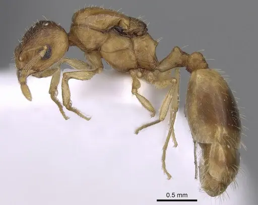 Temnothorax angustifrons - CASENT0906014