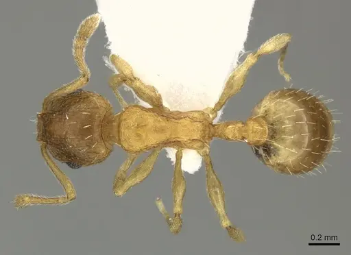 Temnothorax angustifrons - CASENT0906696