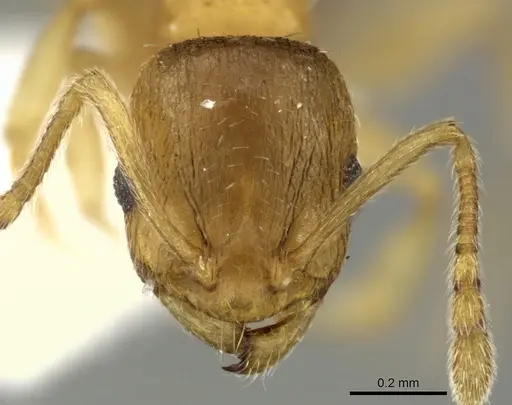 Temnothorax angustifrons - CASENT0906696