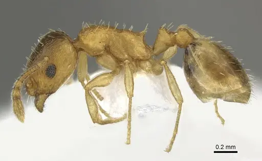 Temnothorax angustifrons - CASENT0906696