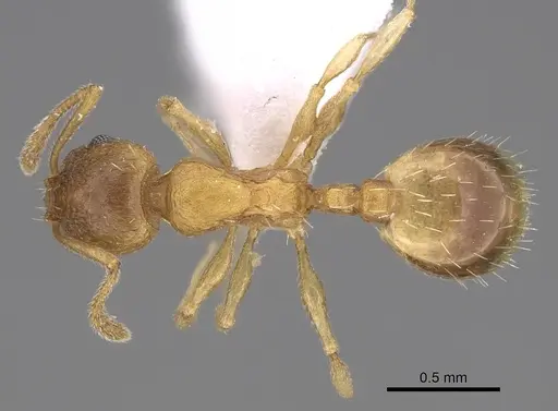 Temnothorax angustifrons - CASENT0914693