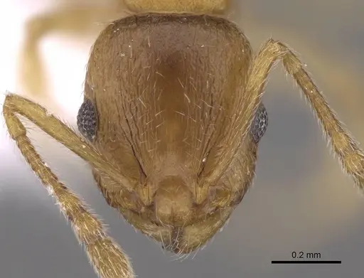 Temnothorax angustifrons - CASENT0914693