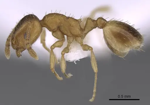 Temnothorax angustifrons - CASENT0914693
