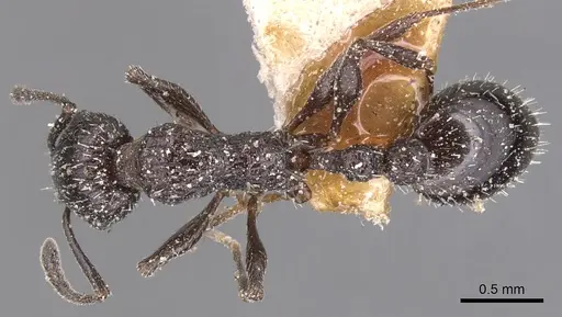 Temnothorax annibalis specimen