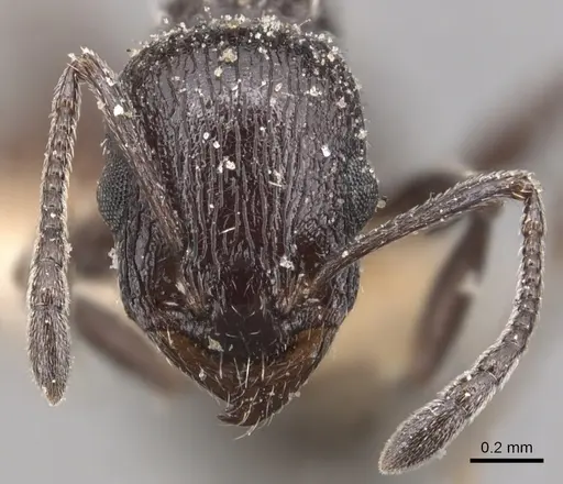 Temnothorax annibalis specimen