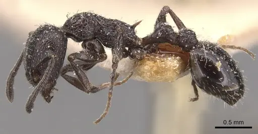Temnothorax annibalis specimen