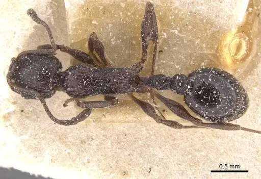 Temnothorax annibalis - CASENT0912898