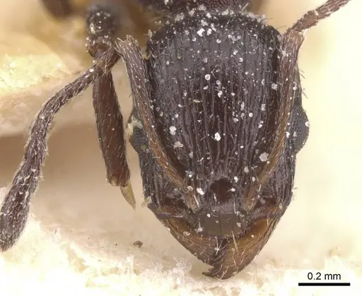 Temnothorax annibalis - CASENT0912898