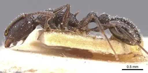 Temnothorax annibalis - CASENT0912898