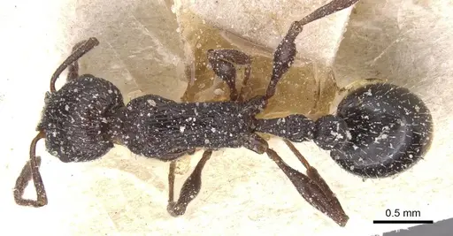 Temnothorax annibalis - CASENT0912899