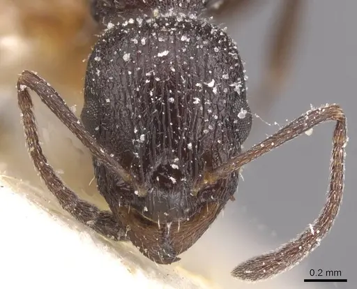 Temnothorax annibalis - CASENT0912899