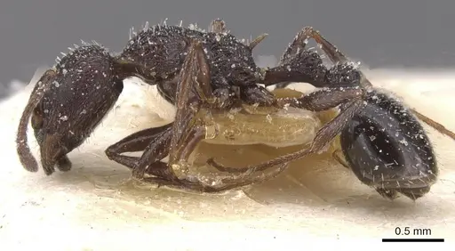 Temnothorax annibalis - CASENT0912899