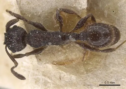 Temnothorax annibalis - CASENT0912900