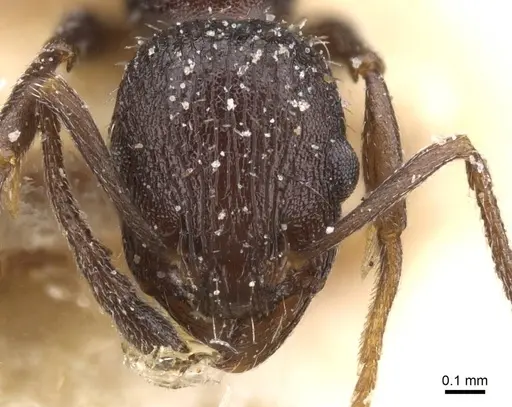 Temnothorax annibalis - CASENT0912900